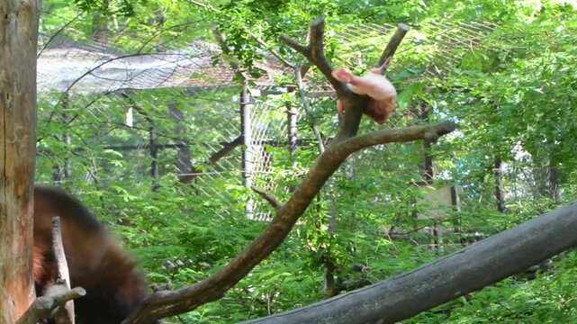 Wolverine, its scientific name is Gulo gulo