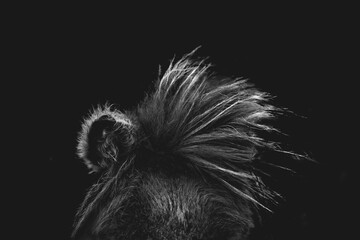 horse equine artwork fine art matte black low key light animal