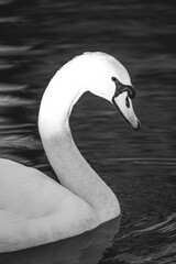 fine art matte black low key light animal swan