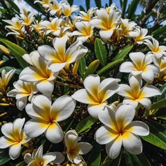 Obraz premium Cluster of white and yellow plumerias on a tropical tree.
