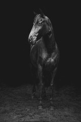 Obraz premium horse equine artwork fine art matte black low key light animal