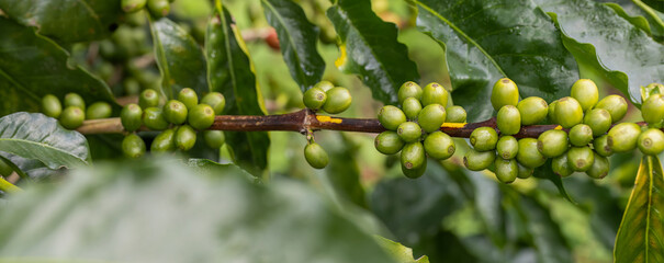 Coffee tree concept. Organic coffee berries beans. Red berry branch. coffee beans on the tree organic farming concept