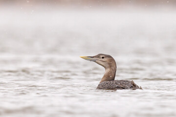 Nur białodzioby (Gavia adamsii)