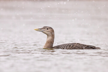 Nur białodzioby (Gavia adamsii)
