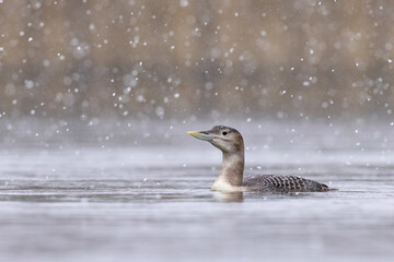 Nur białodzioby (Gavia adamsii)