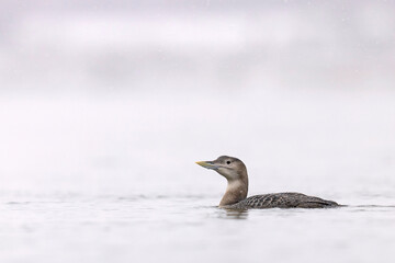 Fototapeta premium Nur białodzioby (Gavia adamsii)