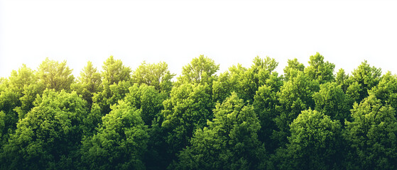 Naklejka premium Green Canopy: Lush, vibrant green treetops form a dense, continuous canopy, bathed in sunlight, creating a serene and refreshing natural scene. 