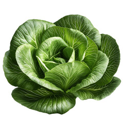 Obraz premium Harvesting fresh green lettuce organic farm food photography natural setting close-up view sustainable agriculture practices