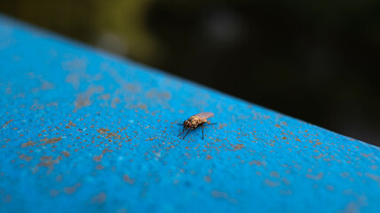 Amazing fly sitting on a blue surface
