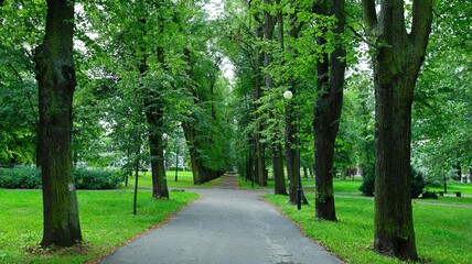 Fototapeta premium Alley of tall old trees in the park