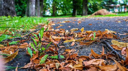 Yellow dry leaves lie on a path in the park