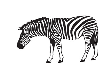 Graphical zebra on white , illustration 
