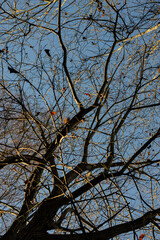 Morning light in the forest and a squirrel hides in a tree