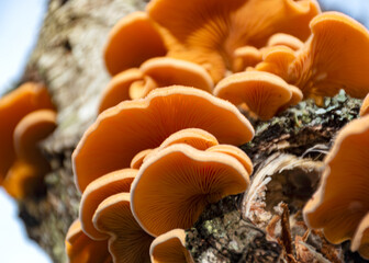photograph with bright yellow mushrooms on an old tree trunk, close-up view