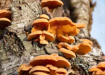 photograph with bright yellow mushrooms on an old tree trunk, close-up view