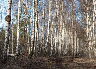 a muddy, wet road, mud texture, snow remnants, winter road