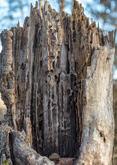 old tree trunk, parts of the tree suitable for insect habitation, wood texture