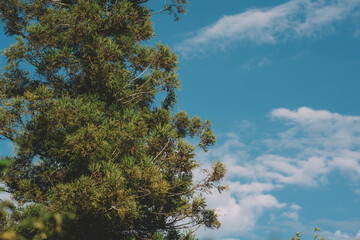 Spruce Tree Branches And Blue Sky Background