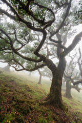 Scenic foggy view in Fanal forest in Madeira island, Portugal.