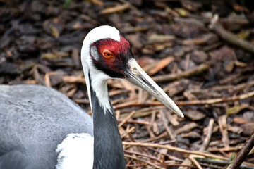 Portrait d'une grue à cou blanc