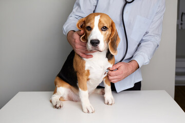  A veterinarian listens to a beagle dog with a stethoscope in a veterinary clinic.