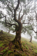 Scenic foggy view in Fanal forest in Madeira island, Portugal.