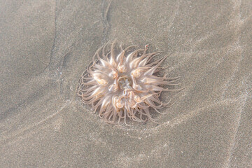 A delicate sea anemone on the sandy shore, its translucent tentacles spread out beautifully. Captured in soft natural light, highlighting the intricate details of this marine creature