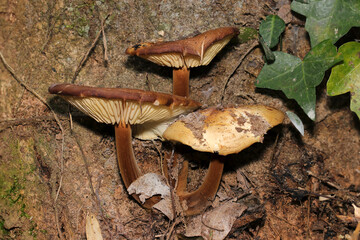 大樹の根元に直径9センチほどのエノキタケ（側面全体・自然光+ストロボマクロ接写）