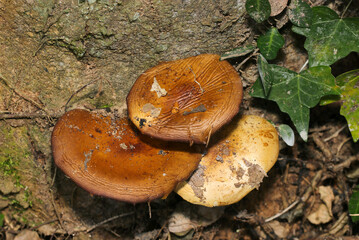 大樹の根元に直径9センチほどの天然野生エノキタケ（上部・自然光+ストロボマクロ接写）