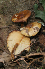 大樹の根元に直径9センチほどの天然野生エノキタケ（カサとヒダあり・自然光+ストロボマクロ接写）