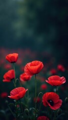 Fototapeta premium Red poppy field in dark black background with fog, poppies, fuchsia, blossoms