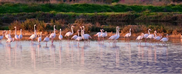 Fototapeta premium Flamingos in the Ria Formosa Natural Park, Algarve, Portugal