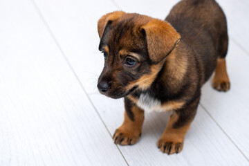A small brown and white puppy stands on a white floor, curious