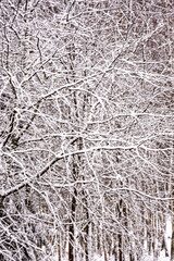 snow texture on natural tree branches, mottled texture