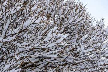 snow texture on natural tree branches, mottled texture