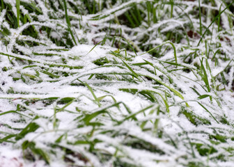 snow texture on natural snow-covered green grass