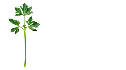 Parsley on transparent background 