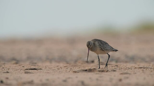Black-tailed Godwit, Limosa limosa, bird on beach at winter time