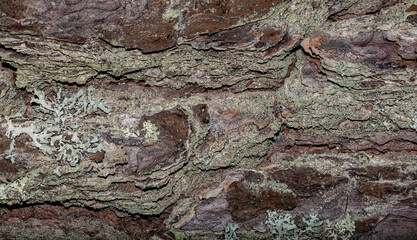 Tree bark background texture