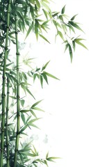 Fototapeta premium Bamboo Plant stem