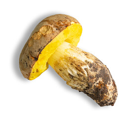 Mushroom with yellow cap and white stem found in forest during autumn