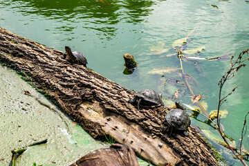 Turtles basking on a log by a tranquil pond during a sunny afternoon