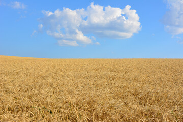 Golden Wheat Field under Blue Sky horizon white cloud
