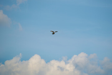 The common kestrel, Falco tinnunculus, European kestrel flying with a blue sky and a few puffy...