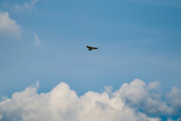 The common kestrel, Falco tinnunculus, European kestrel flying with a blue sky and a few puffy clouds behind
