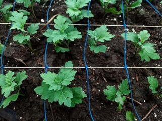 Chrysanthemums are planted neatly in a greenhouse, the flower seeds are planted with a special net to make them neate