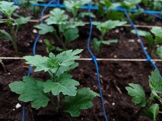 Chrysanthemums are planted neatly in a greenhouse, the flower seeds are planted with a special net to make them neate