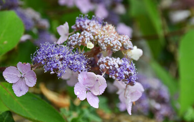 Soft pink inflorescence of Hydrangea Aspera Villosa (Lacecap) plant variety. Hydrangea involucrata. Castle Combe, Cotswolds, UK