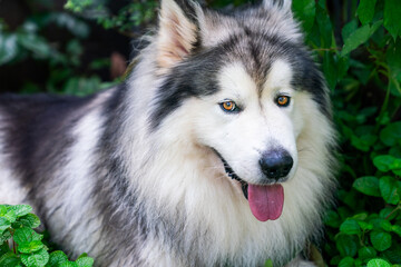 An Alaskan Malamute with a striking black-and-white coat relaxes in lush greenery, showcasing its friendly temperament, loyal nature, and the noble traits of this breed
