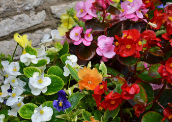 Colorful wax begonias and garden pansies. Castle Combe, Cotswolds, UK  